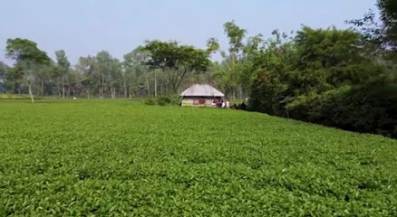Kurigram